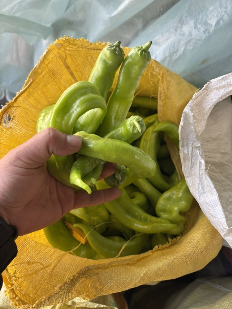 尖椒头子，山东济南商河，尖椒头子，少量有货