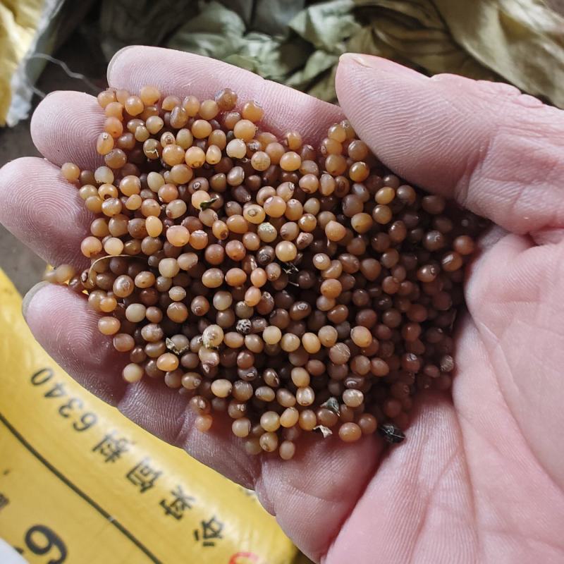 短粗胖鸡头黄精种子