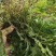 石上柏全草干货