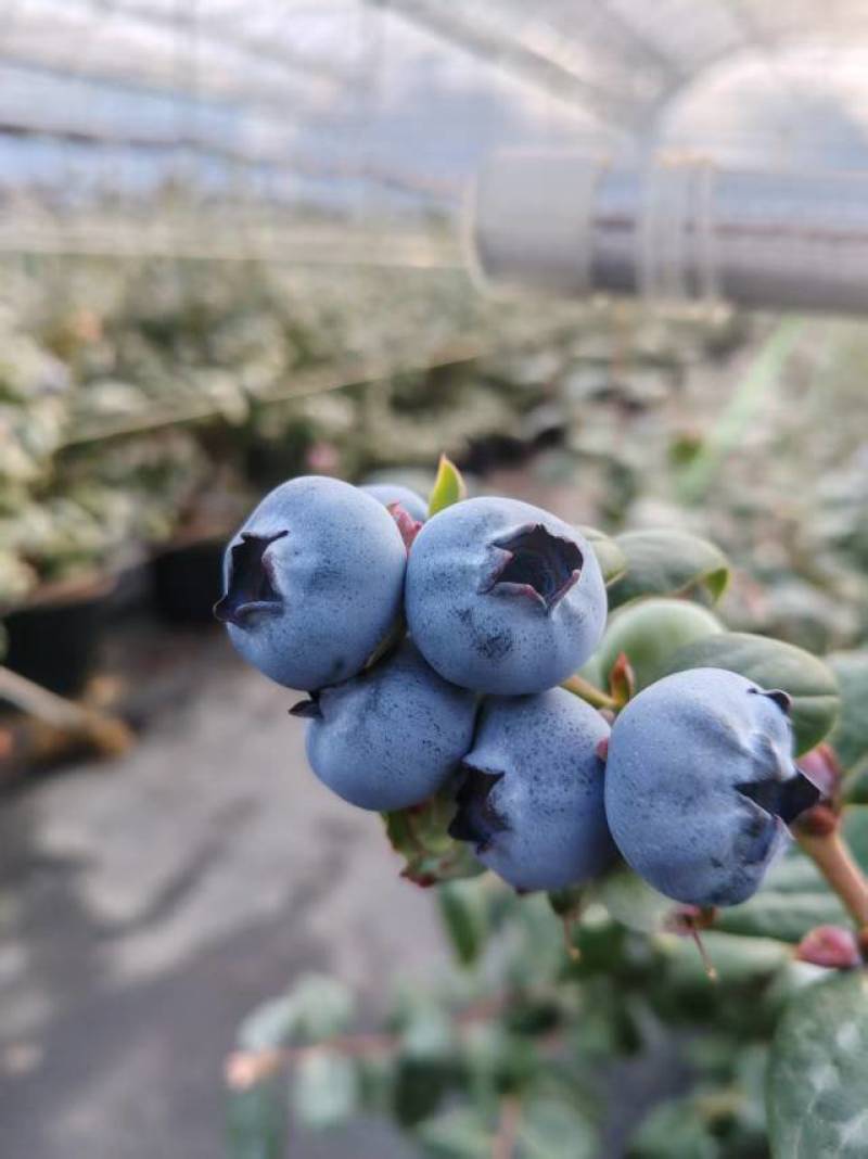 云南高山花香大蓝莓，基地现摘现发，顺丰包邮。