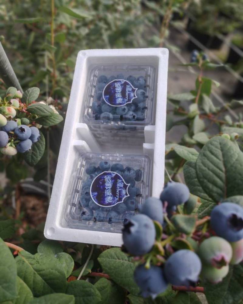 云南高山花香大蓝莓，基地现摘现发，顺丰包邮。