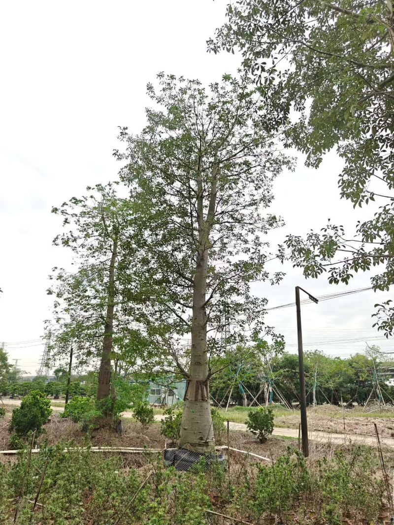 2512苗木基地供应非洲猴面包树20-100cm