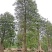 2512苗木基地供应非洲猴面包树20-100cm