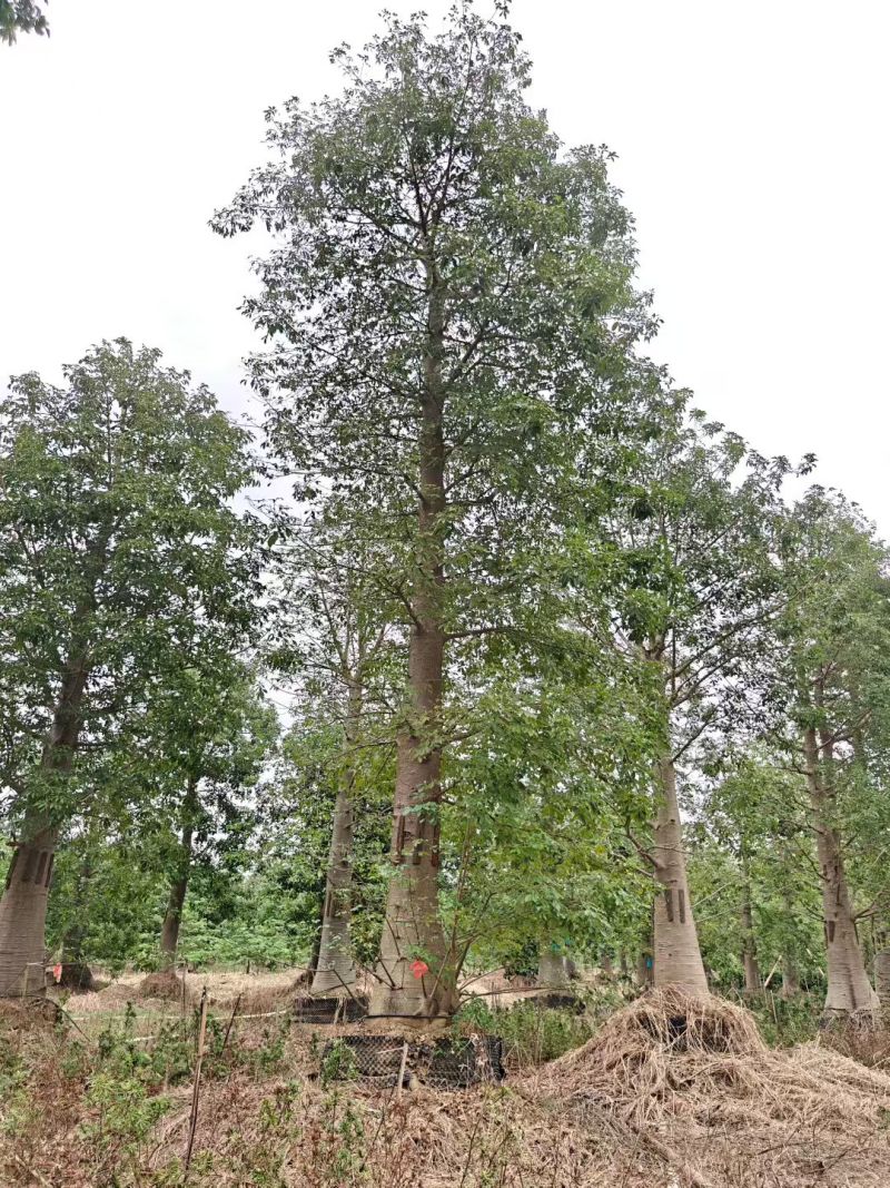 2512苗木基地供应非洲猴面包树20-100cm