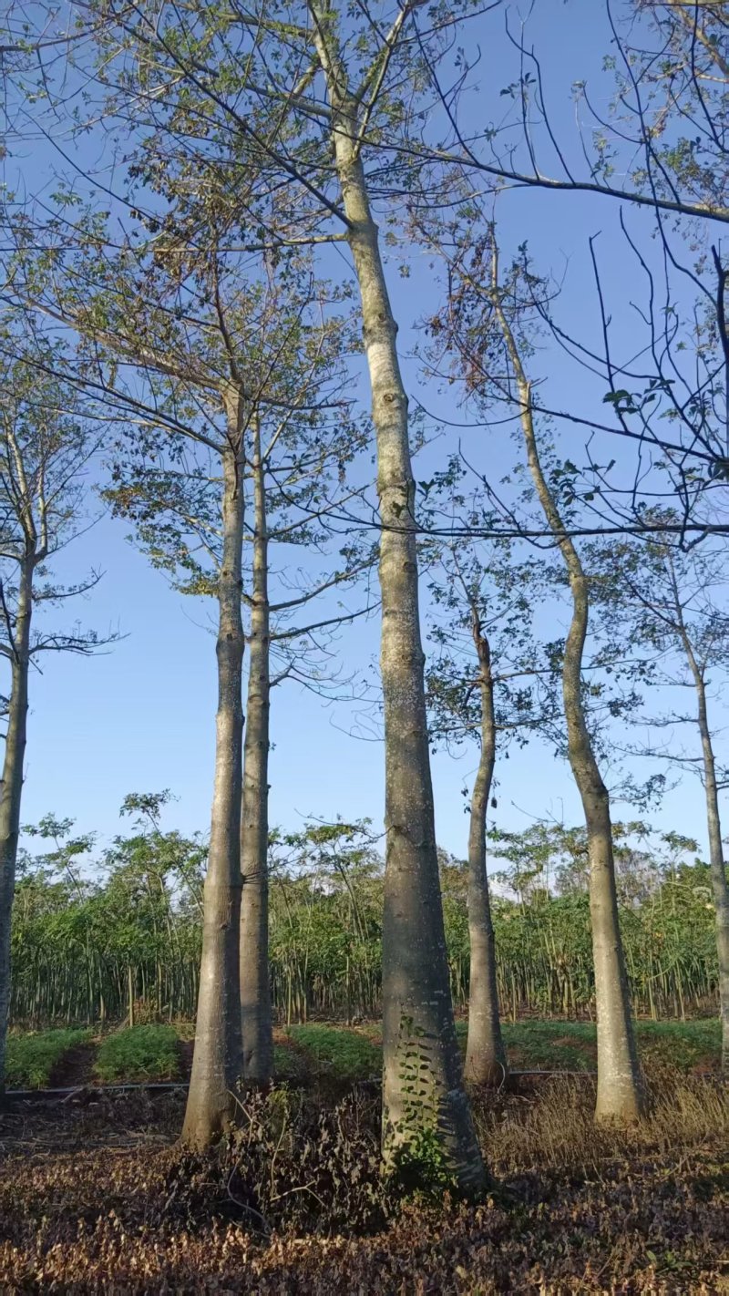 2512苗木基地供应非洲猴面包树20-100cm