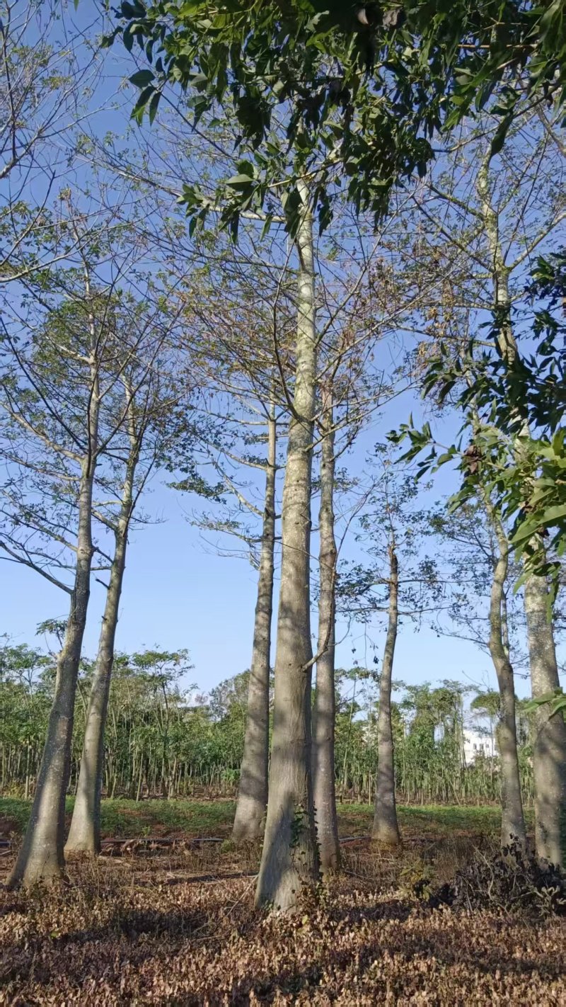 2512苗木基地供应非洲猴面包树20-100cm