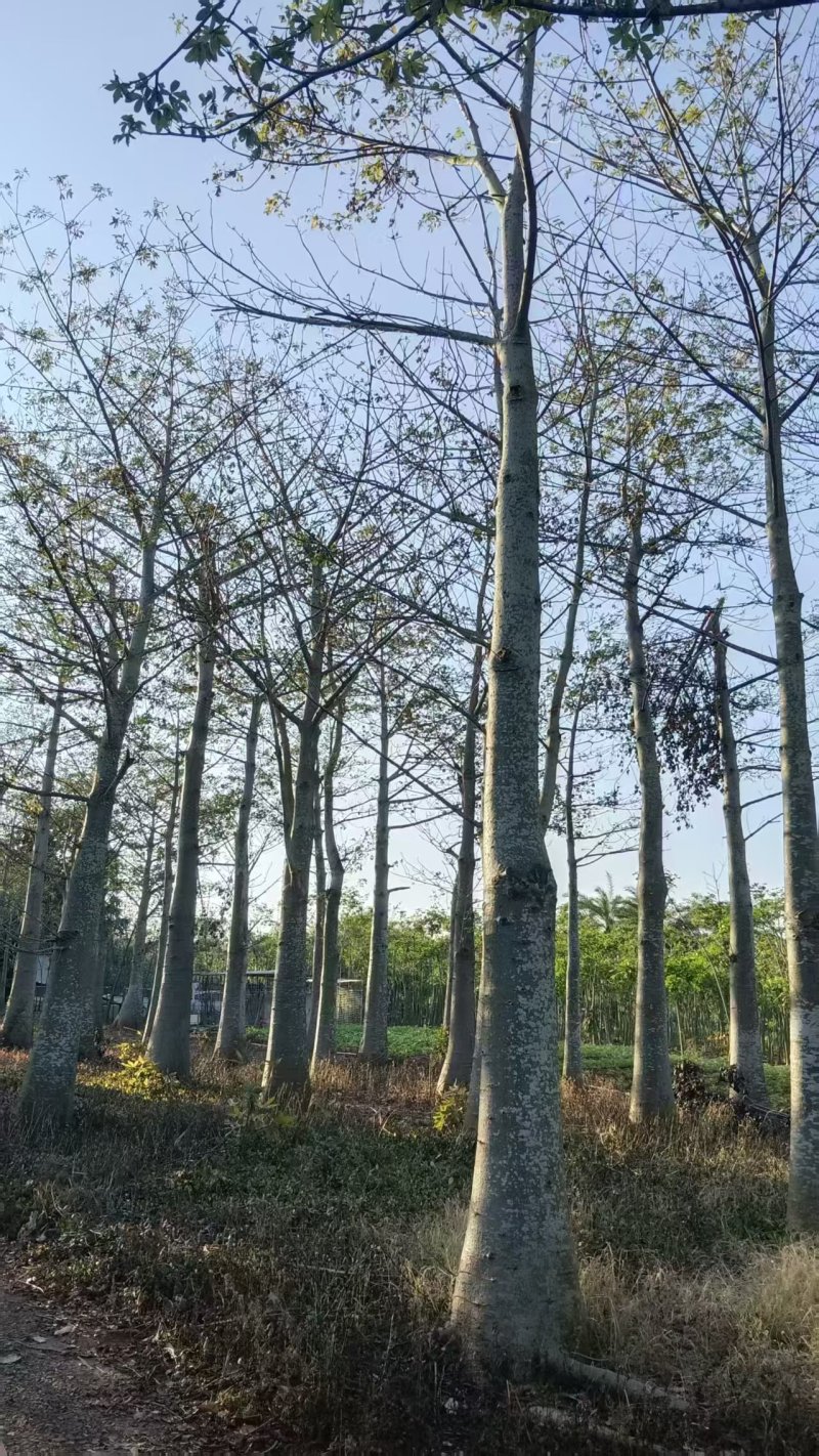 2512苗木基地供应非洲猴面包树20-100cm