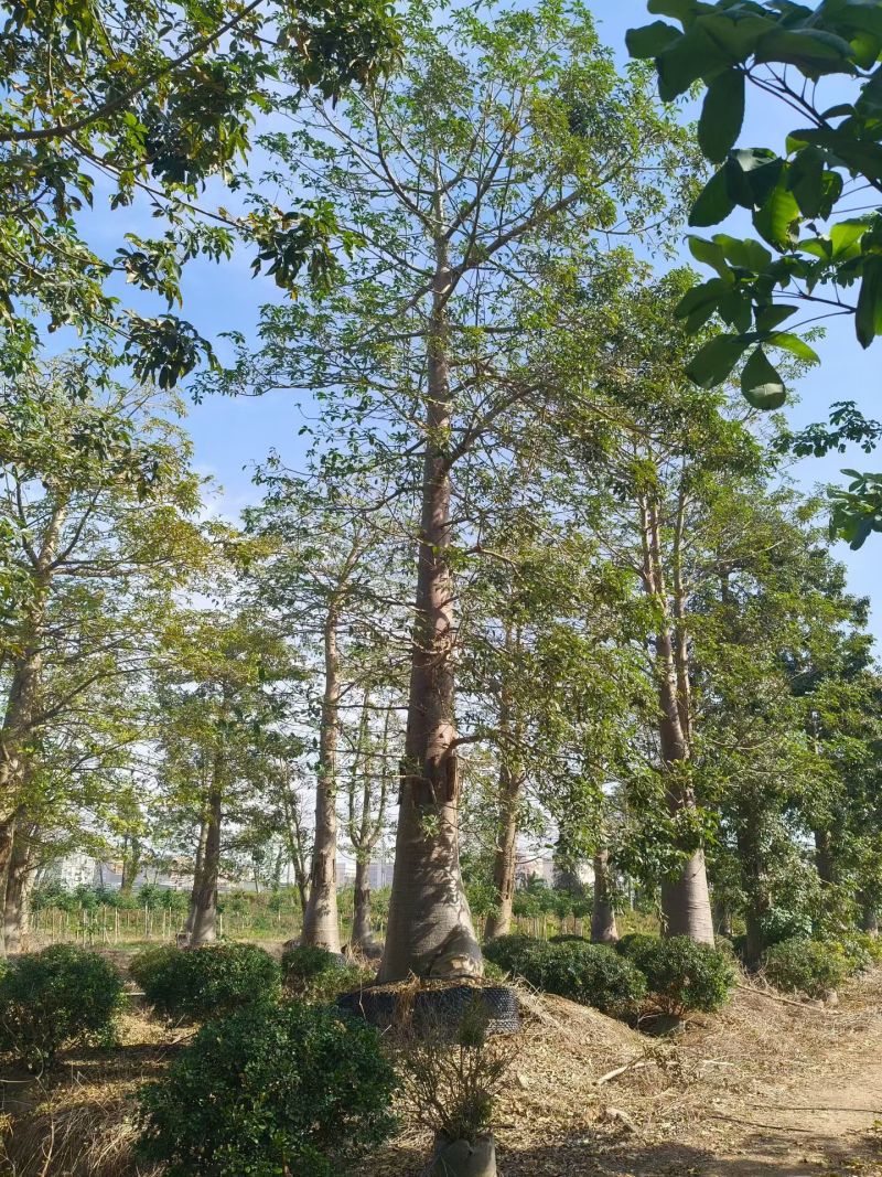 2512苗木基地供应非洲猴面包树20-100cm