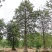 2512苗木基地供应非洲猴面包树20-100cm