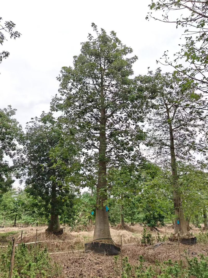 2512苗木基地供应非洲猴面包树20-100cm