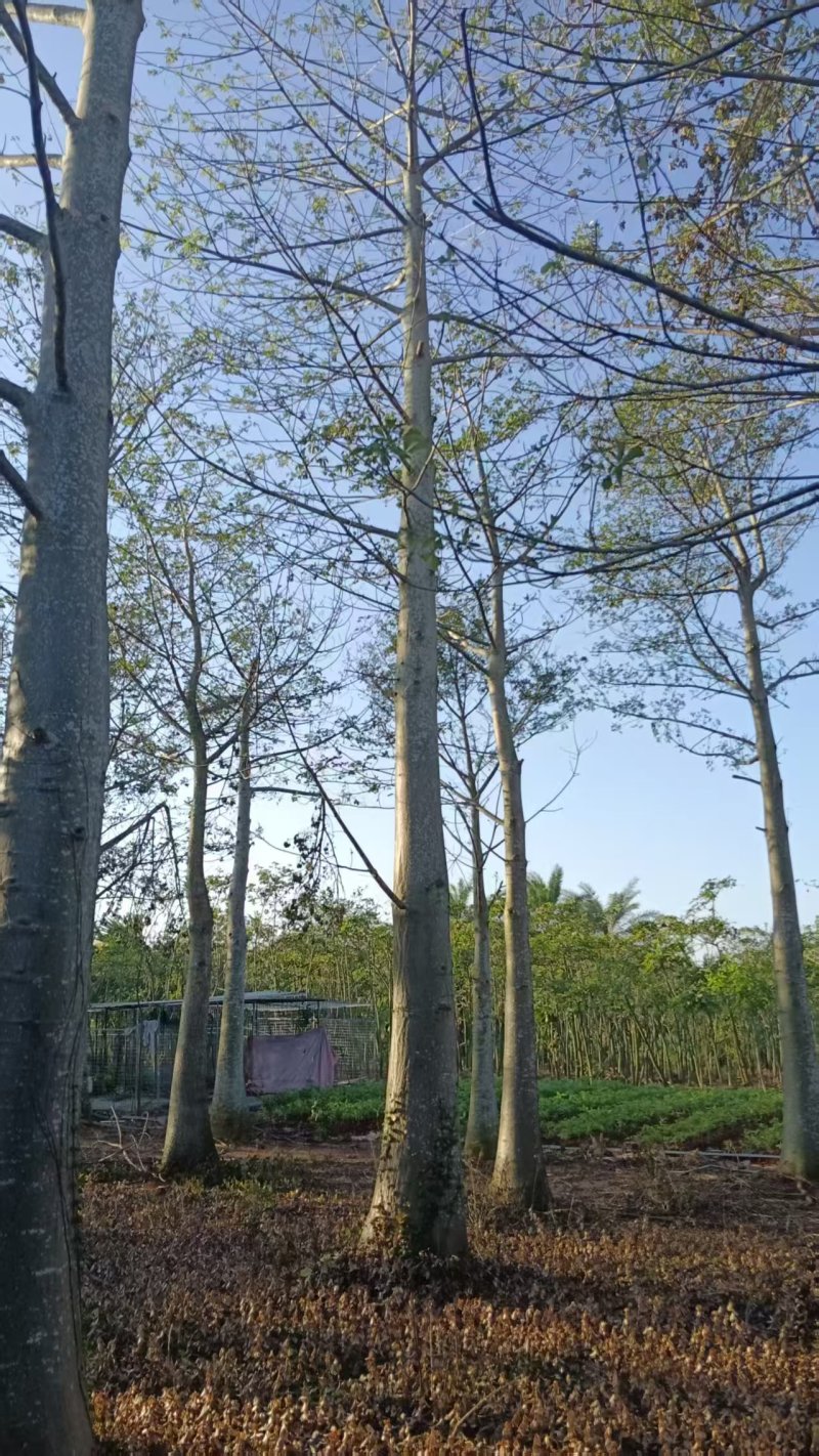 2512苗木基地供应非洲猴面包树20-100cm