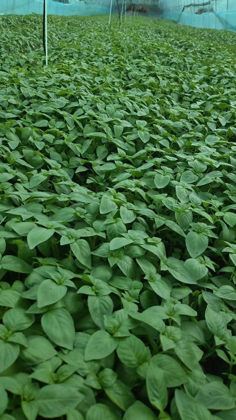 河南大叶荆芥鲜货产地直发货源充足保质保量欢迎随时订购