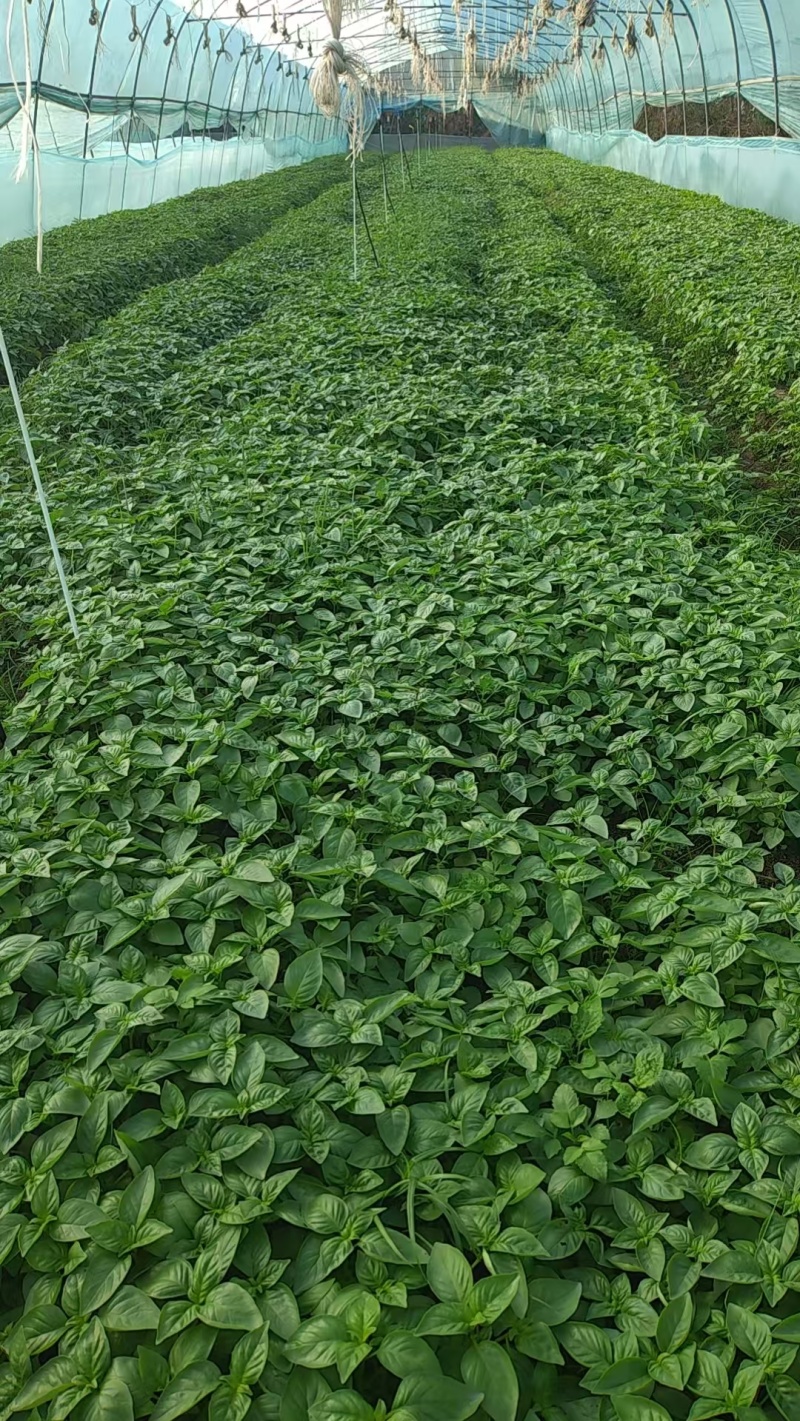 河南大叶荆芥鲜货产地直发货源充足保质保量欢迎随时订购