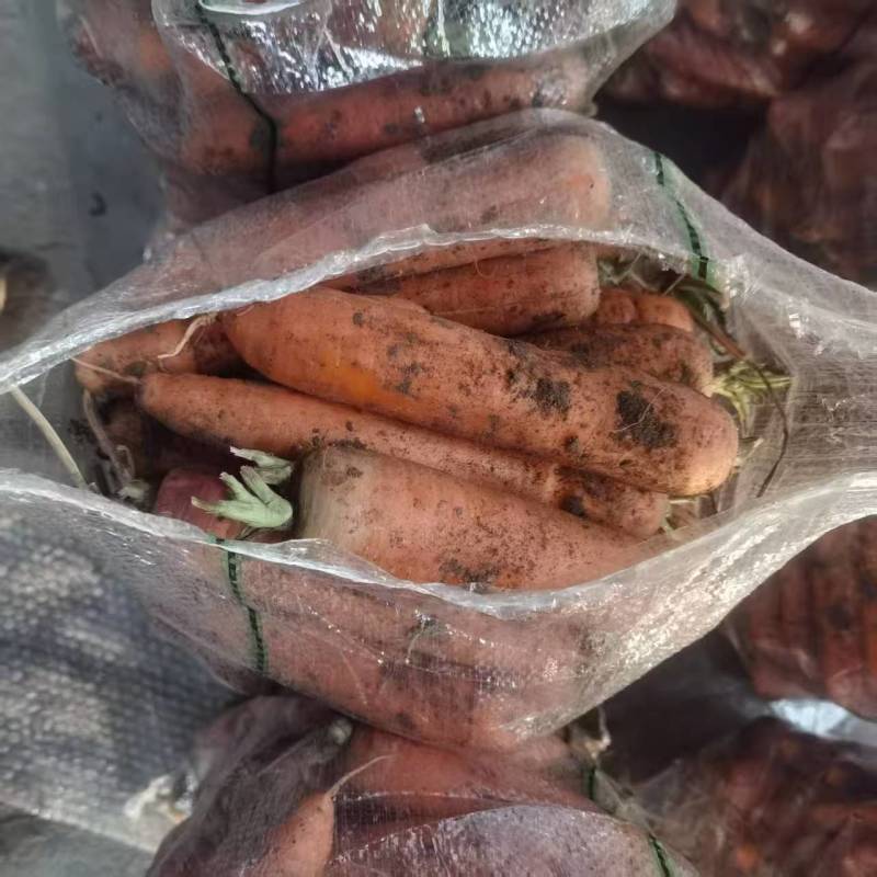 三红胡萝卜大量有货基地直供品质优可对接市场商超欢迎咨询