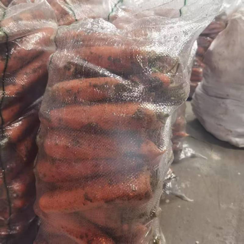 三红胡萝卜大量有货基地直供品质优可对接市场商超欢迎咨询