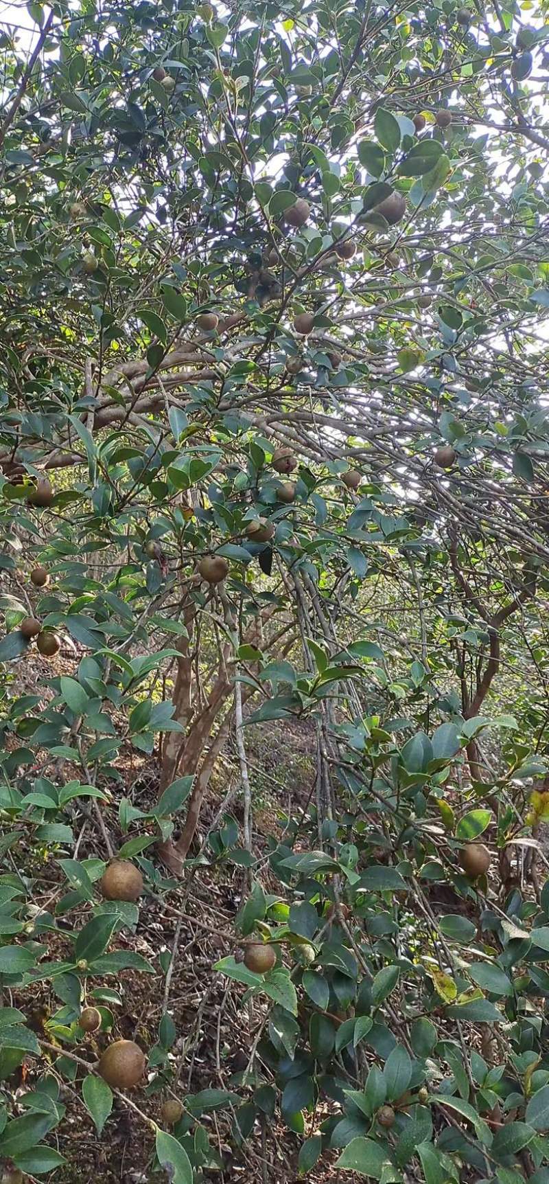 山茶油/原产地发货/农家传统工艺压榨/欢迎下单