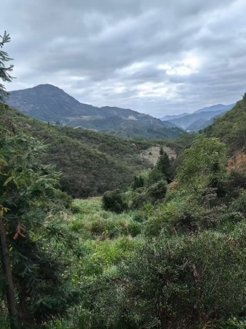 山茶油/原产地发货/农家传统工艺压榨/欢迎下单