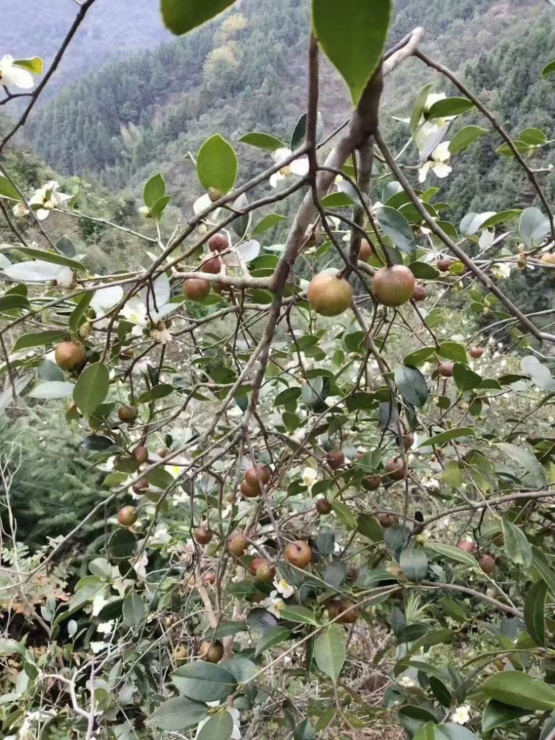 山茶油/原产地发货/农家传统工艺压榨/欢迎下单