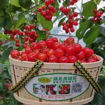 樱桃八里旺樱桃大樱桃基地直供包技术服务