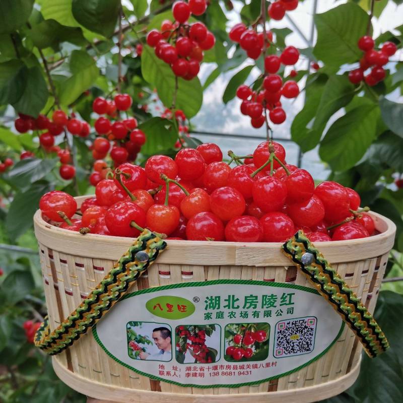 樱桃八里旺樱桃大樱桃基地直供包技术服务