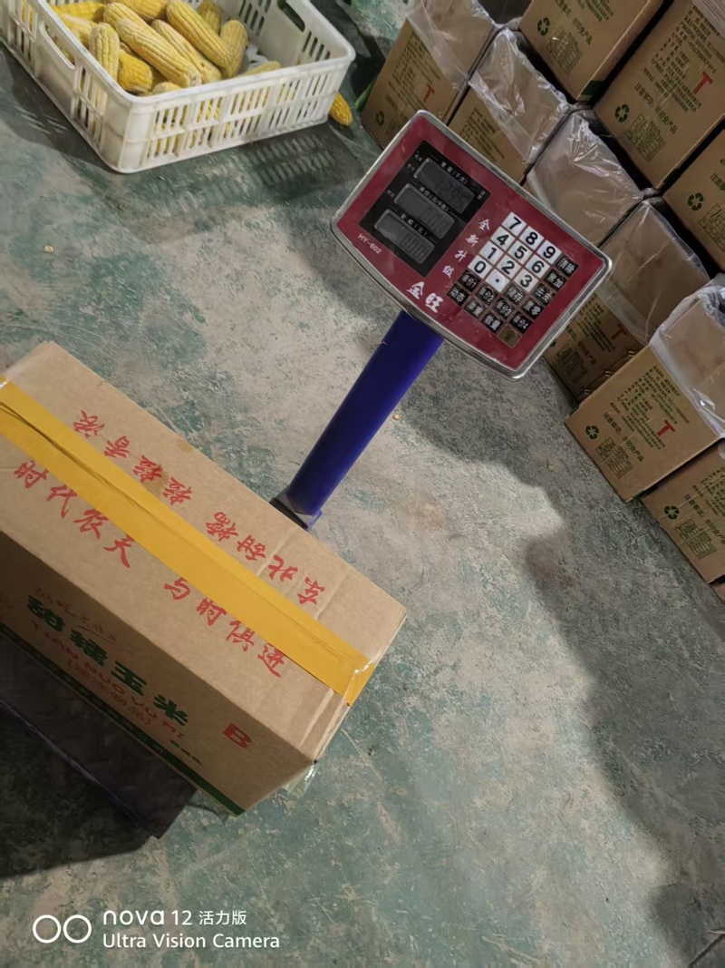 速冻黄糯玉米棒子糯玉米冻棒子裸冷冻玉米棒甜超市热销品河北