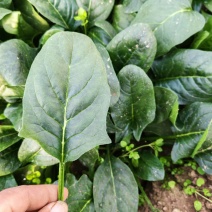 大量冷棚菠菜上市了