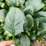 大量冷棚菠菜上市了