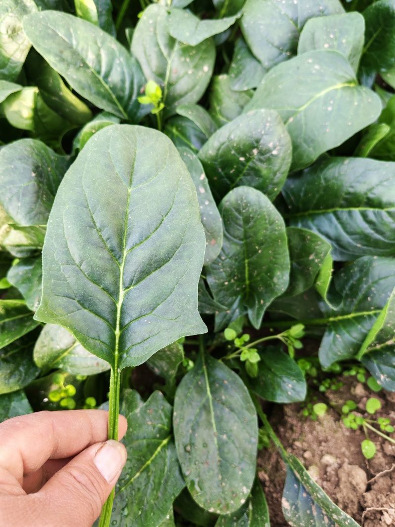大量冷棚菠菜上市了