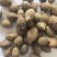 胖大海新货胖大海正宗胖大海东弘药材一手货源中药材批发零售