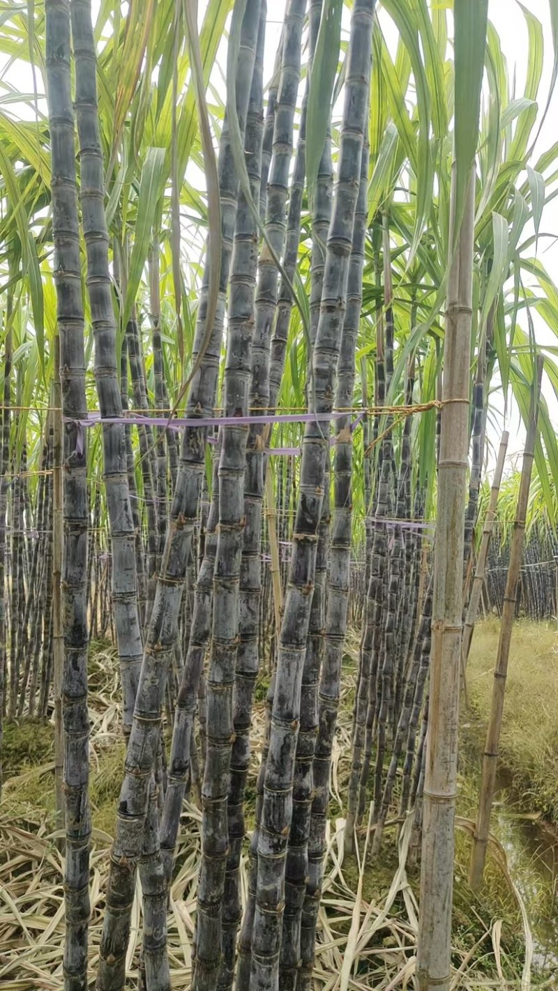 精品玉林博白黑皮甘蔗
