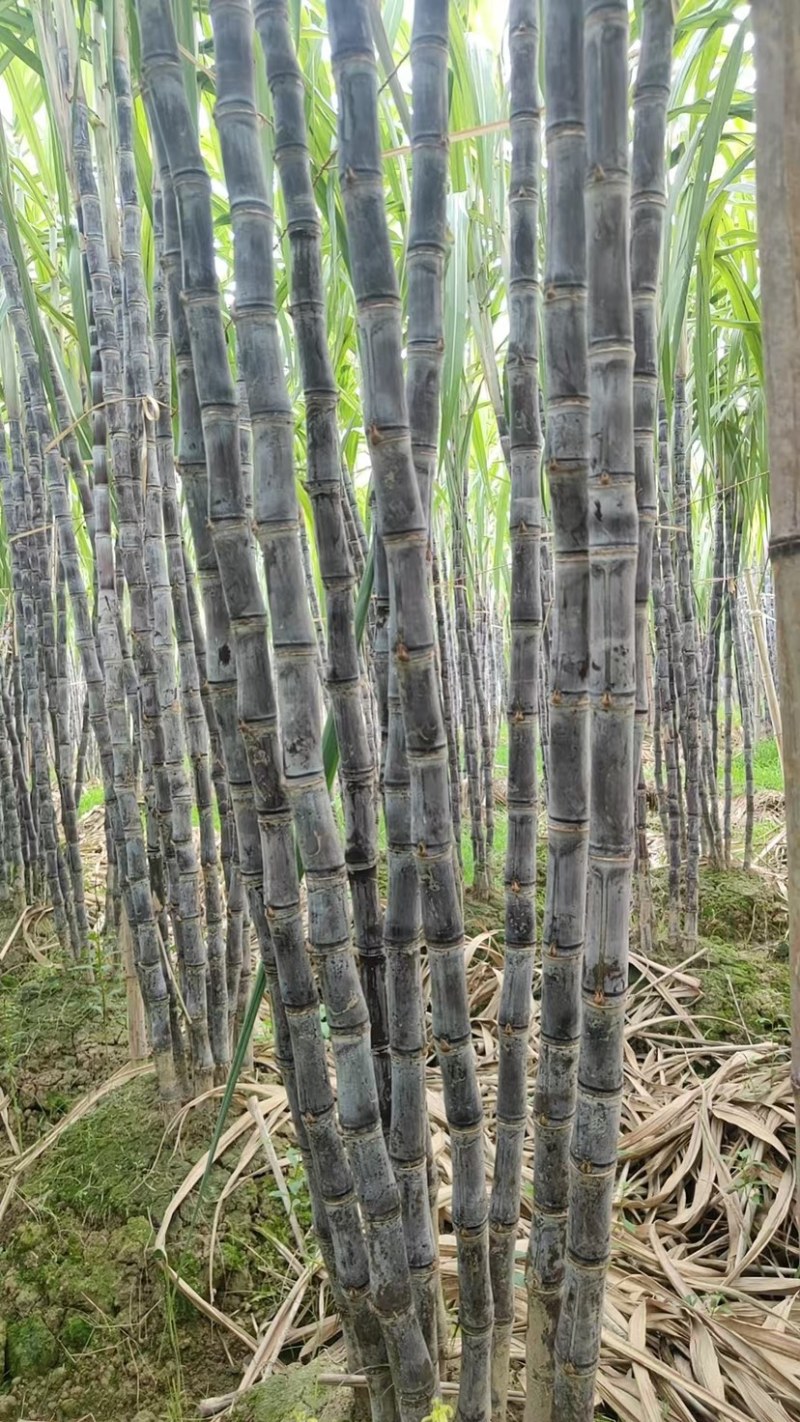 精品玉林博白黑皮甘蔗