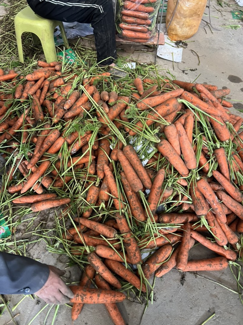 胡萝卜，开封沙地胡萝卜支持北京包，越南包，电商市场，。