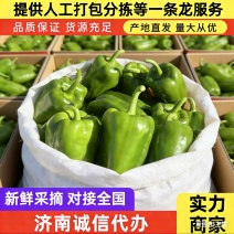 商河太空椒，圆椒，菜椒，青椒，诚信代办。