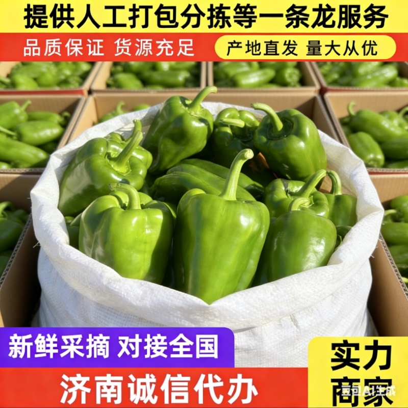 商河太空椒，圆椒，菜椒，青椒，诚信代办。