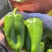 商河太空椒，圆椒，菜椒，青椒，诚信代办。