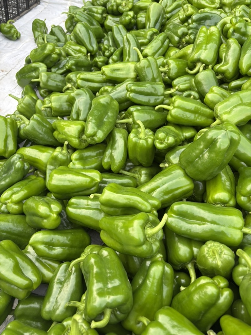 商河太空椒，圆椒，菜椒，青椒，诚信代办。