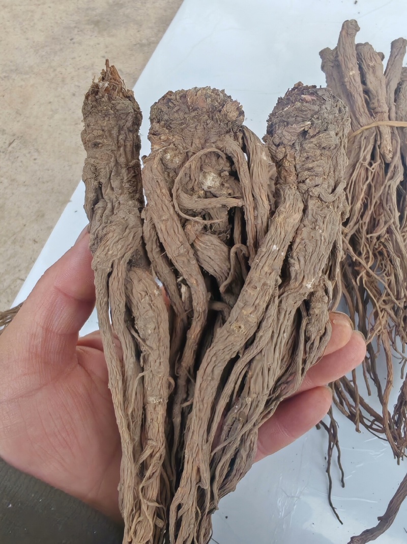 当归整根甘肃岷县当归个子干货规格齐全大货供应诚信