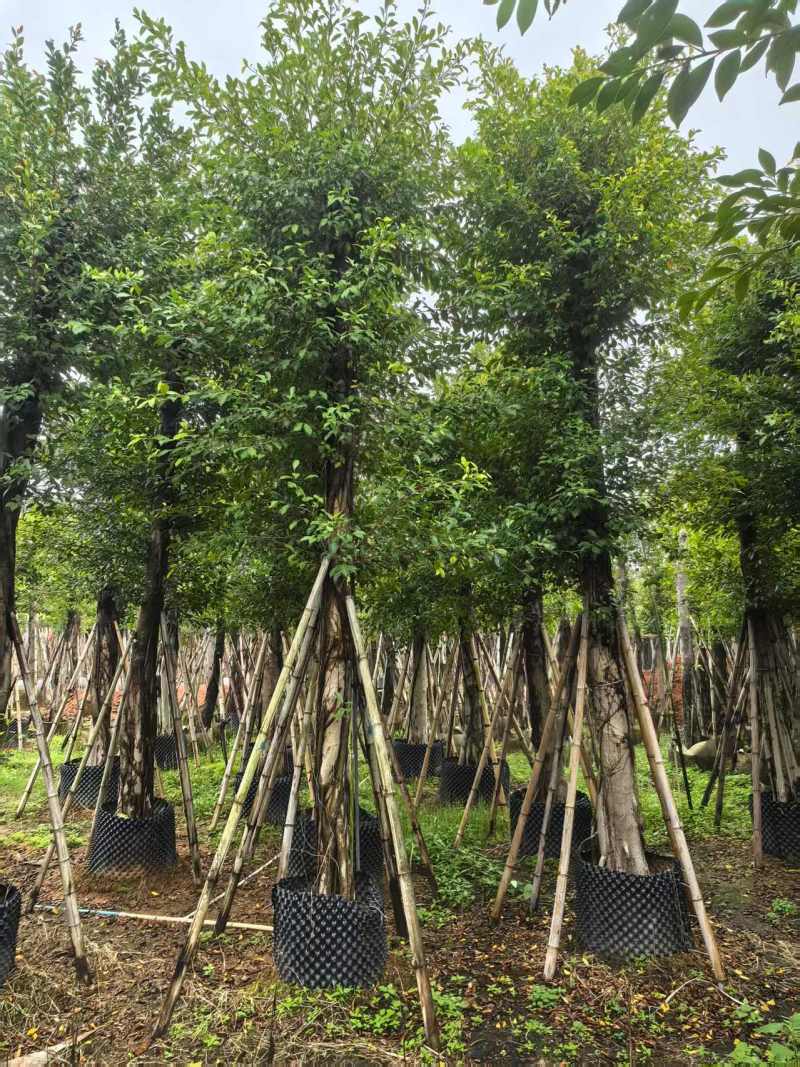 小叶榕8-15公分大量出售基地直销可现场考察