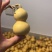 文玩葫芦，小美国
