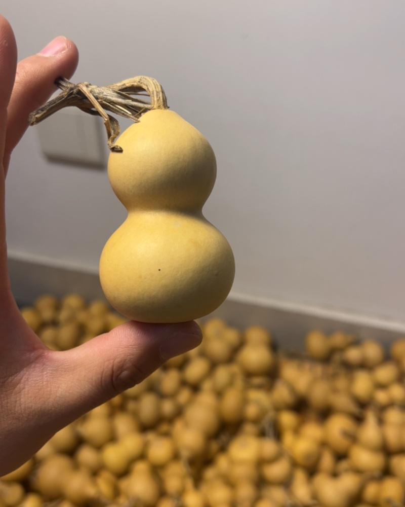 文玩葫芦，小美国