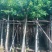 小叶榕3-8公分大量出售基地直销规格齐全可视频
