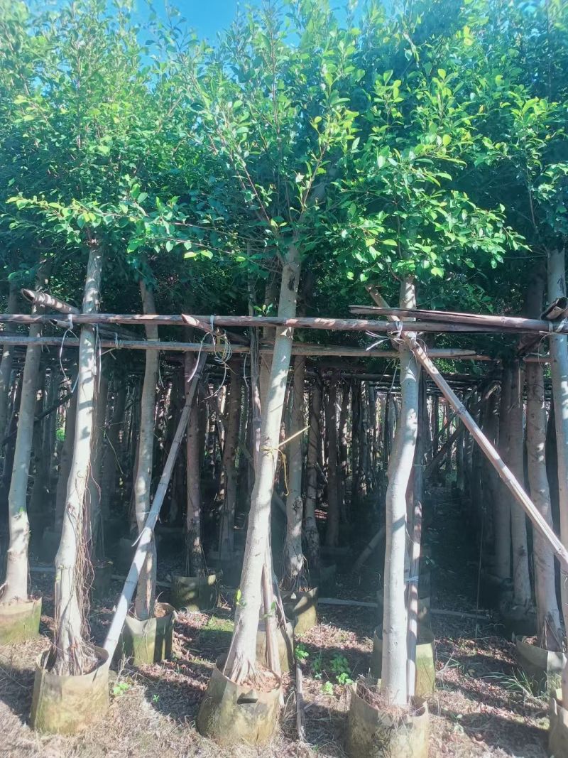 小叶榕3-8公分大量出售基地直销规格齐全可视频