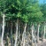 小叶榕3-8公分大量出售基地直销规格齐全可视频