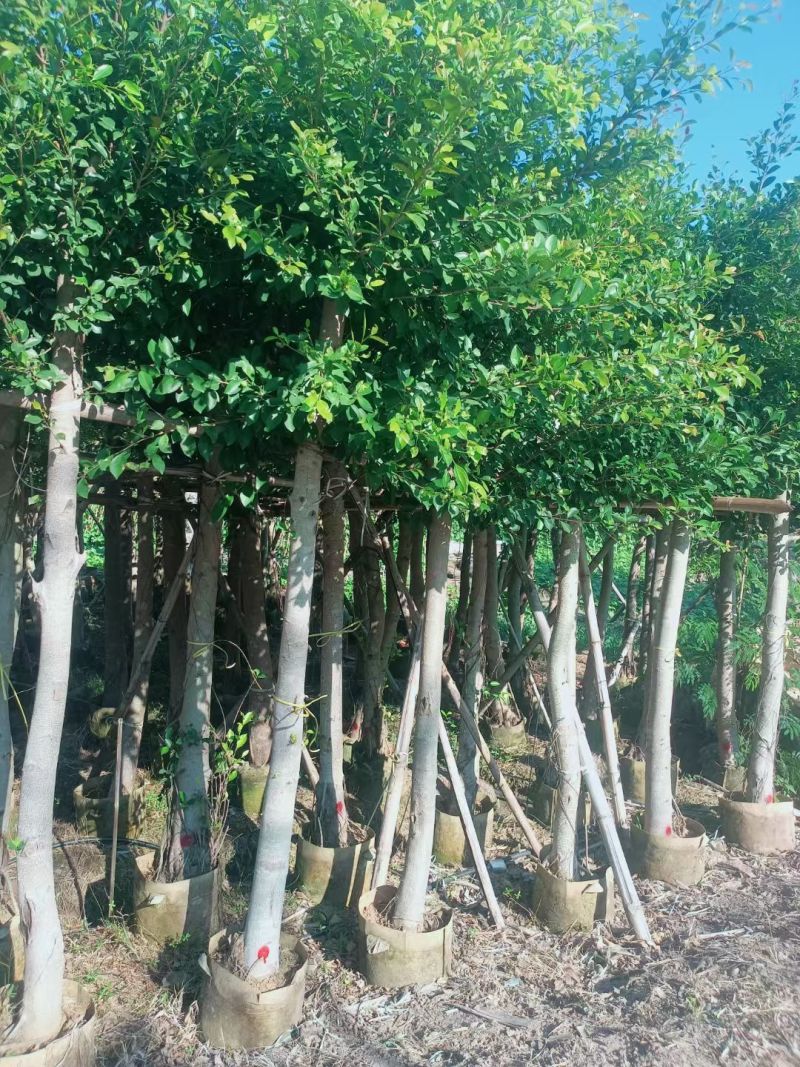 小叶榕3-8公分大量出售基地直销规格齐全可视频