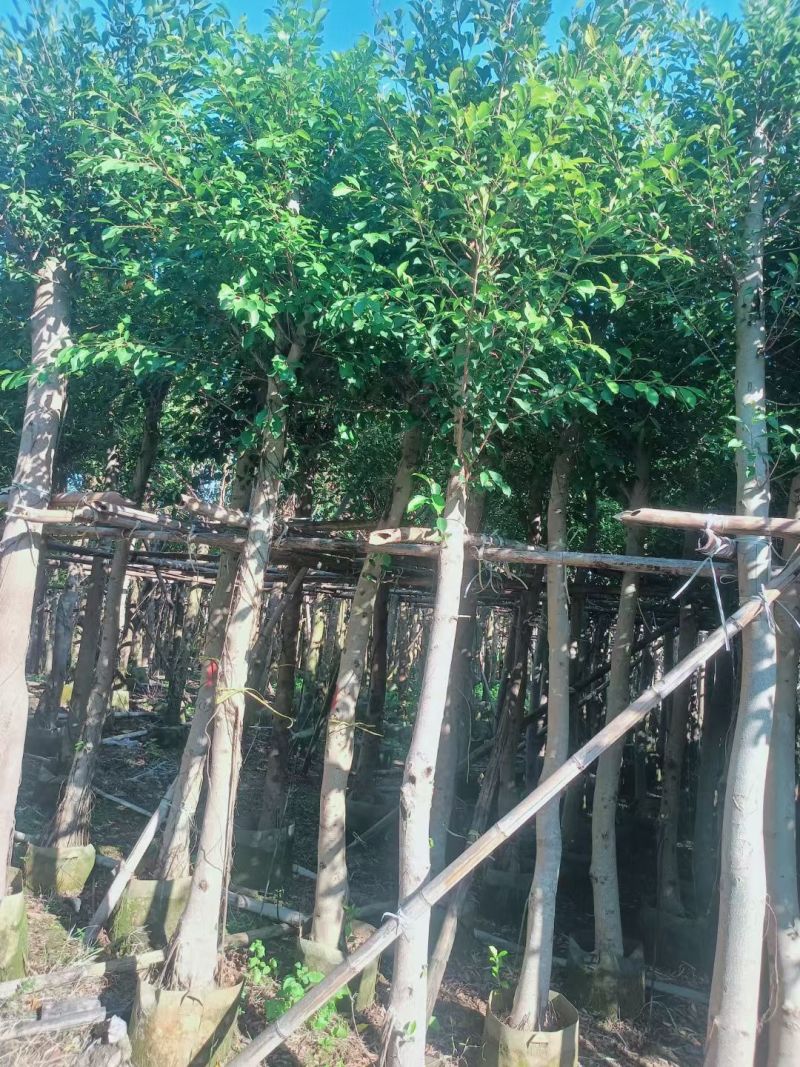小叶榕3-8公分大量出售基地直销规格齐全可视频
