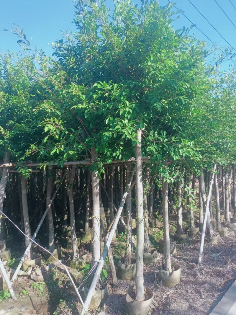 小叶榕3-8公分大量出售基地直销规格齐全可视频