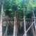 小叶榕3-8公分大量出售基地直销规格齐全可视频