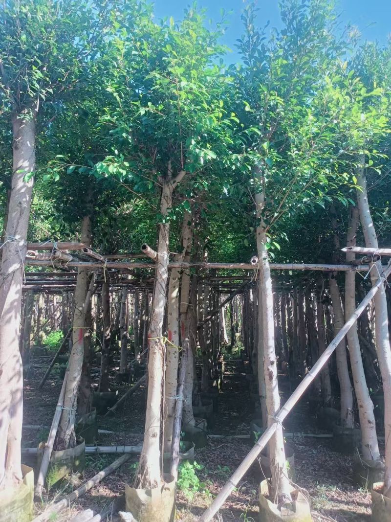 小叶榕3-8公分大量出售基地直销规格齐全可视频