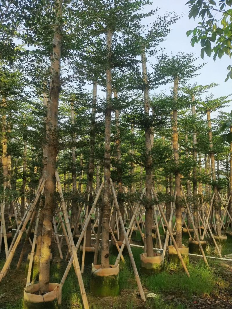 小叶榄仁8-25分大量出售基地直销可视频看货