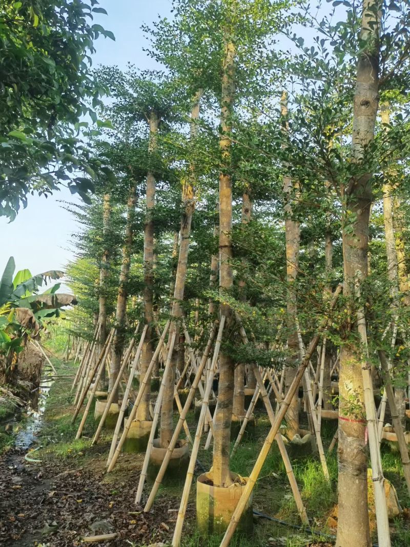 小叶榄仁8-25分大量出售基地直销可视频看货